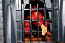 playmobildrache