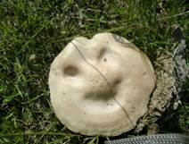 smileypilz